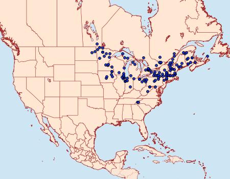 Distribution Data for Haploa confusa