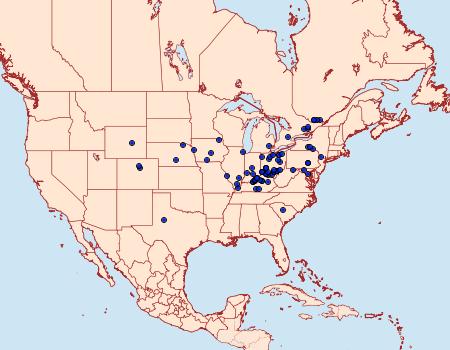 Distribution Data for Virbia immaculata