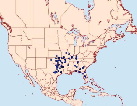 Distribution Data for Euerythra phasma