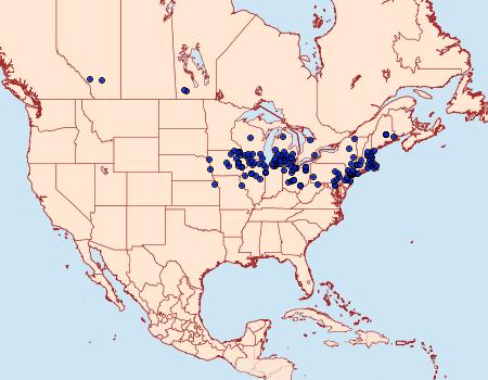 Distribution Data for Phragmatobia lineata