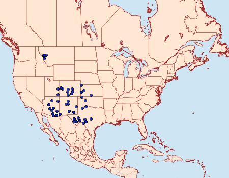 Distribution Data for Apantesis incorrupta