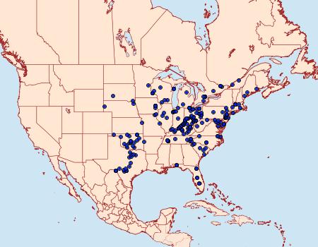 Distribution Data for Apantesis arge