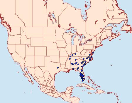 Distribution Data for Leucanopsis longa