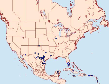 Distribution Data for Horama panthalon