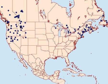 Distribution Data for Leucoma salicis