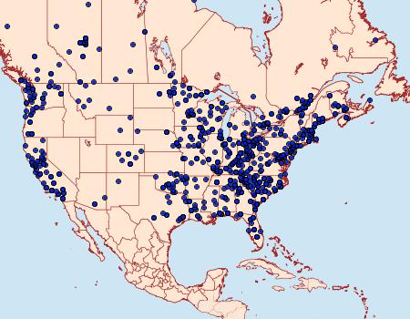 Distribution Data for Idia americalis