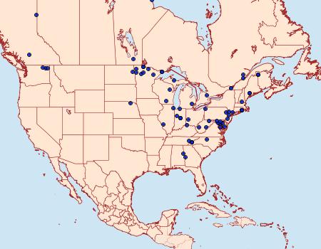 Distribution Data for Idia concisa of authors