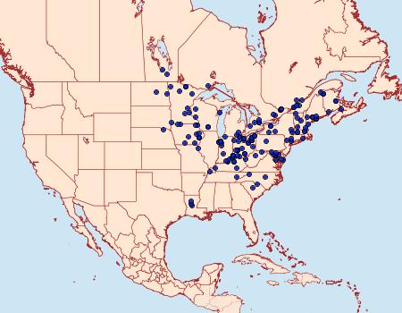 Distribution Data for Macrochilo absorptalis