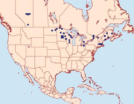 Distribution Data for Macrochilo bivittata