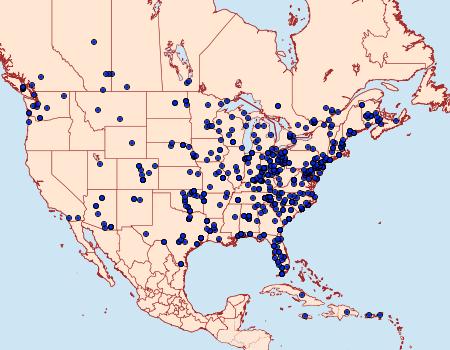 Distribution Data for Bleptina caradrinalis