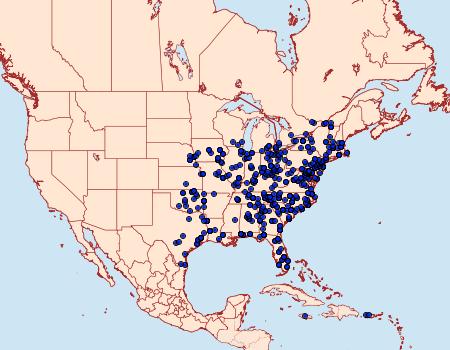 Distribution Data for Palthis asopialis