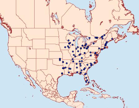 Distribution Data for Melanomma auricinctaria