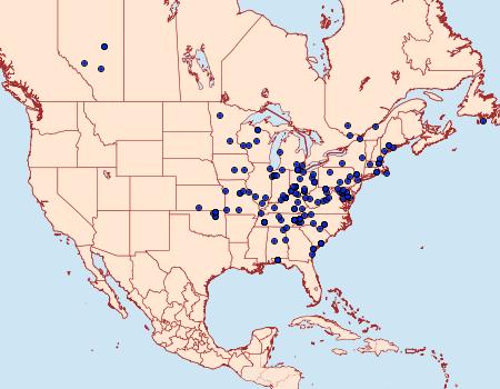 Distribution Data for Hypenodes fractilinea