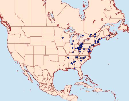 Distribution Data for Dyspyralis puncticosta