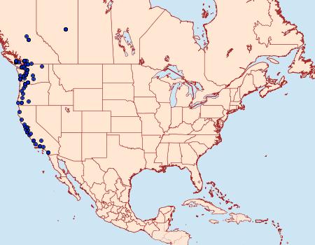 Distribution Data for Hypena californica