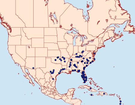 Distribution Data for Hemeroplanis scopulepes