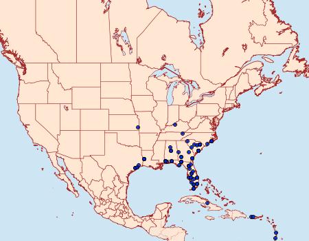 Distribution Data for Hormoschista latipalpis