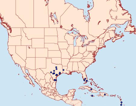 Distribution Data for Isogona scindens