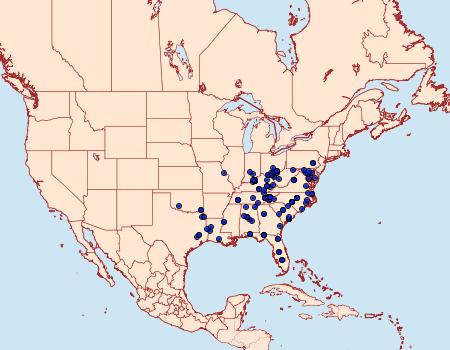 Distribution Data for Metalectra richardsi