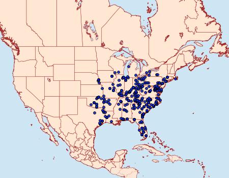 Distribution Data for Scolecocampa liburna