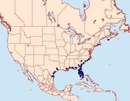 Distribution Data for Litoprosopus futilis