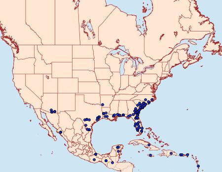 Distribution Data for Diphthera festiva