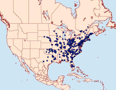 Distribution Data for Panopoda rufimargo