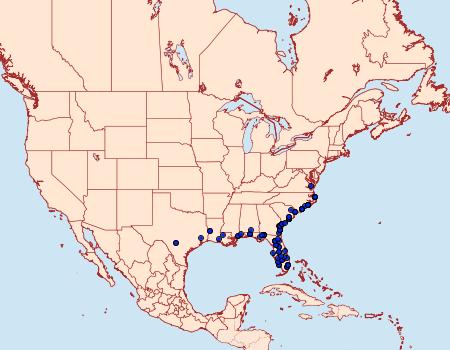 Distribution Data for Panopoda repanda