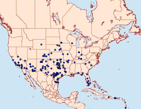 Distribution Data for Melipotis indomita