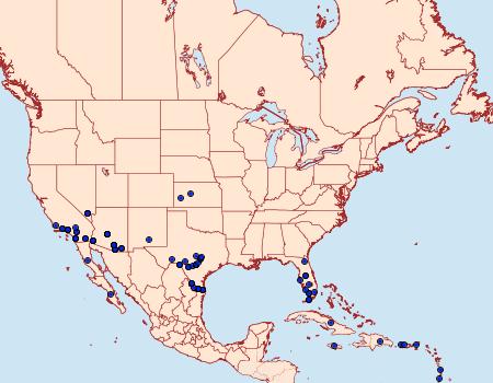 Distribution Data for Melipotis acontioides