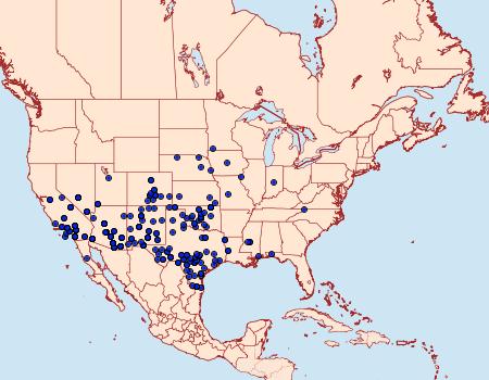 Distribution Data for Bulia deducta