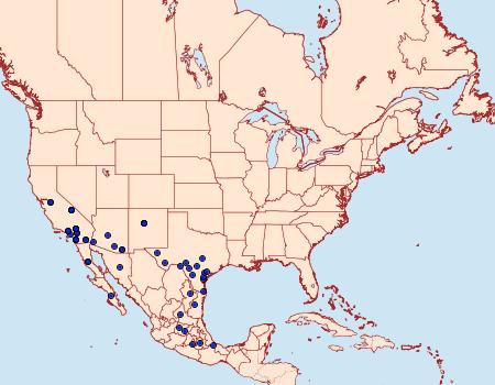 Distribution Data for Bulia similaris