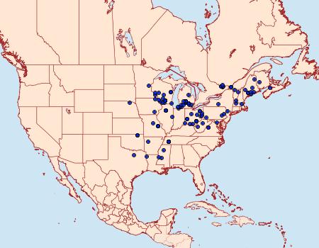 Distribution Data for Agonopterix clemensella