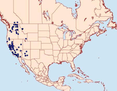 Distribution Data for Drasteria ochracea