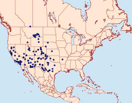 Distribution Data for Drasteria pallescens