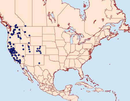 Distribution Data for Drasteria divergens