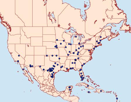 Distribution Data for Hypocala andremona