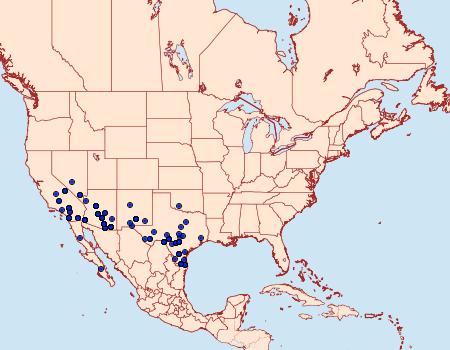 Distribution Data for Heteranassa mima