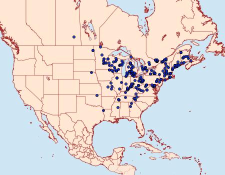 Distribution Data for Agonopterix pulvipennella