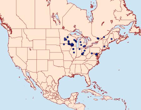 Distribution Data for Agonopterix nigrinotella