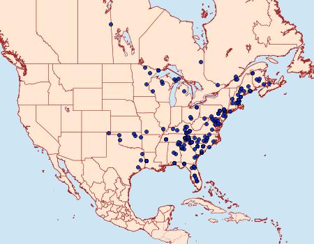 Distribution Data for Zale aeruginosa