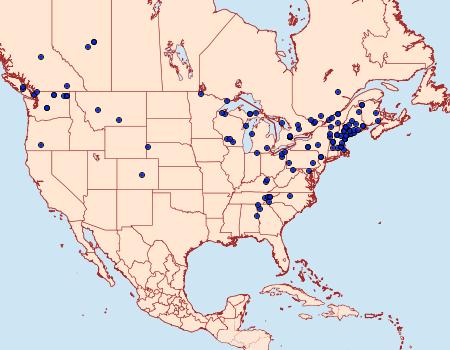 Distribution Data for Zale duplicata