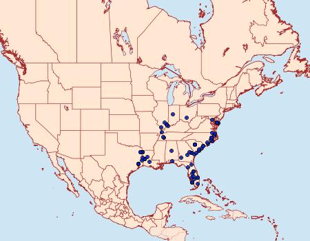 Distribution Data for Cutina distincta