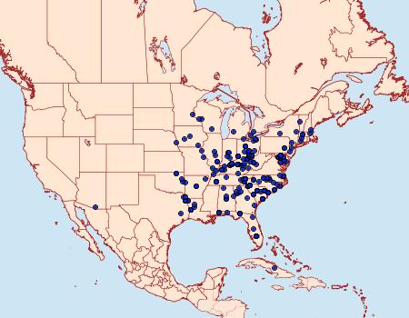 Distribution Data for Celiptera frustulum