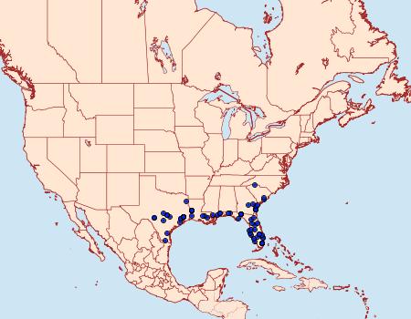 Distribution Data for Ptichodis vinculum