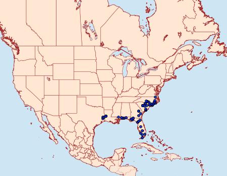 Distribution Data for Argyrostrotis flavistriaria