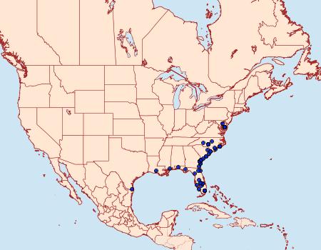 Distribution Data for Doryodes bistrialis