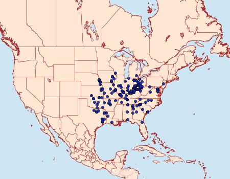 Distribution Data for Spiloloma lunilinea