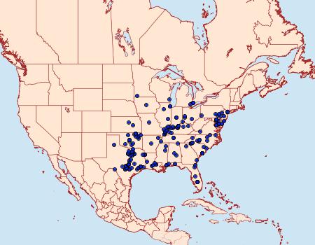 Distribution Data for Catocala maestosa