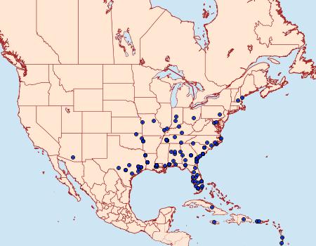 Distribution Data for Argyrogramma verruca